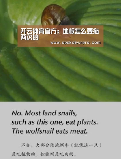 开云体育官方:地板怎么要拖两次的(图2) 开云体育数据中心